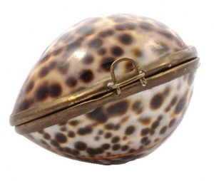 Vintage Polished Tiger Cowrie Shell Brass Frame Trinket Box